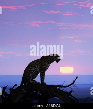 Leopard al tramonto Masai Mara Kenya Foto Stock