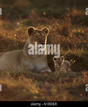 Leonessa e cub Masai Mara Kenya Foto Stock