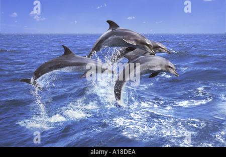 I delfini Sud Africa Foto Stock