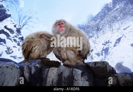 Neve scimmie Giappone Foto Stock