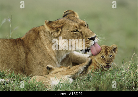 Lavaggio leonessa cub Masai Mara Kenya Foto Stock