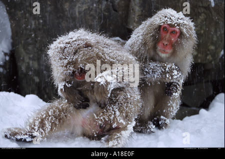 Neve scimmie Jigokudani Parco Nazionale del Giappone Foto Stock