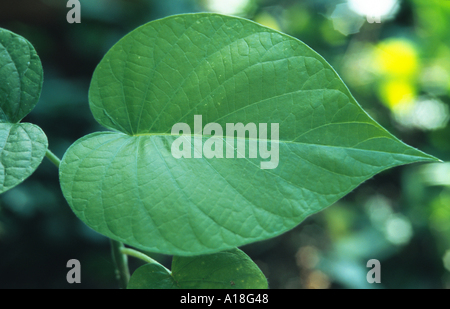 Baby Hawaiian Woodrose, elefante superriduttore, wooly gloria di mattina (Argyreia nervosa), singolo lasciare. Foto Stock