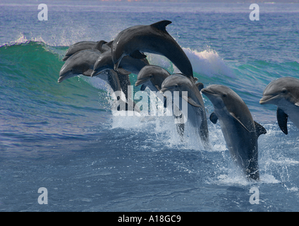 Bottlenosed dolphin, comune bottiglia di delfini dal naso (Tursiops truncatus), otto persone jumping in midair, affiancate con Foto Stock