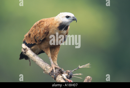 Black Hawk a collare (Busarellus nigricollis), seduti su ramoscello, tenendo in preda con i suoi artigli, Brasile, Mato Grosso, Pantanal. Foto Stock