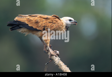 Black Hawk a collare (Busarellus nigricollis), seduti su ramoscello, tenendo in preda con i suoi artigli, Brasile, Mato Grosso, Pantanal. Foto Stock