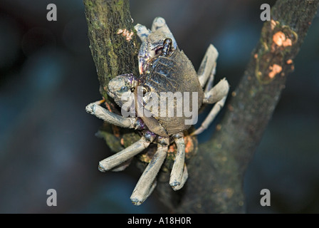 Granchio nella radice della foresta di mangrovie ecosistema marino SUNGEI BULOH WETLAND RESERVE singapore ASIA Foto Stock