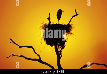 Jabiru Aeroporto (Ephippiorhynchus mycteria), silhouette, in piedi sul nido nella luce della sera, Brasile, Mato Grosso, Pantanal. Foto Stock