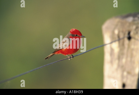 Vermiglio flycatcher (Pyrocephalus rubinus), seduto su di una recinzione. Foto Stock
