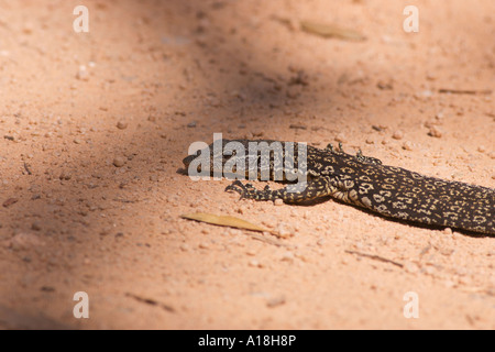 Nero Monitor con testa Varanus tristis crogiolarvi al sole su una strada sterrata Foto Stock