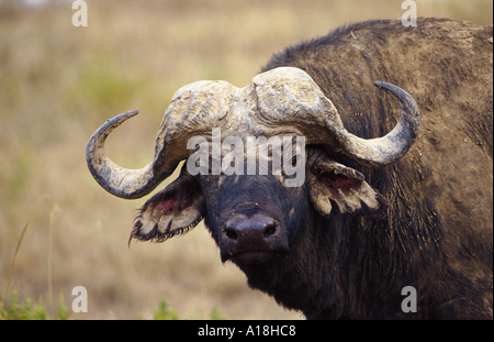 African buffalo (Syncerus caffer), ritratto, Kenya, Lake Nakuru NP. Foto Stock