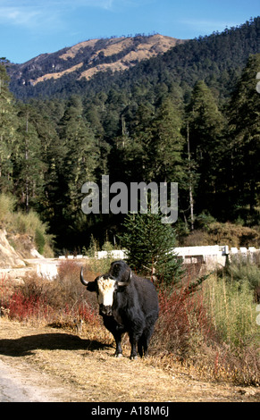 Il Bhutan Bumthang Valley yak a lato della strada Foto Stock