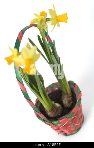 I narcisi in fiore pot Foto Stock