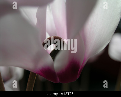 Piante in un salotto Ciclamino Foto Stock