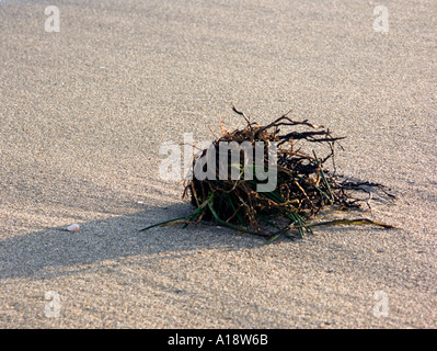 Wet alghe e radici su una spiaggia europea, Andalusia, La Cala de Mijas Mijas Costa del Sol Spagna umido di alghe marine Foto Stock