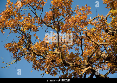 Foglie di autunno di quercia sessili quercus petraea England Regno Unito Regno Unito GB Gran Bretagna Foto Stock