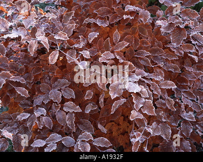 Foglie d'autunno gelide di rame Faggio - Fagus sylvatica F. purpurea. Conosciuto anche come Faggio europeo o Faggio comune. Foto Stock