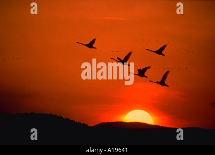 Silhouette di cigni battenti al tramonto Foto Stock