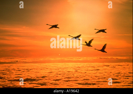 Silhouette di cigni volare sopra le nuvole al tramonto Foto Stock