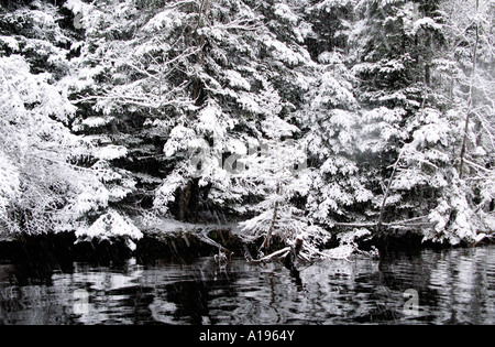 Immagine di stock di alberi coperti in una coltre di neve al bordo del fiume durante una tempesta di neve lungo il San Giovanni Fiume New Brunswick Foto Stock