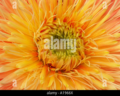 Primo piano della doppia orange gerbera fiore, bauerii nobleflora cultivar ibrido Foto Stock