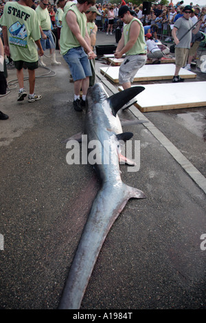 Thrasher Shark catturati nel corso di un torneo di pesca Foto Stock