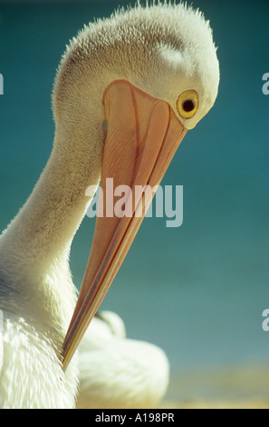 Pellicano australiano (Pelecanus cospicilliatus), ritratto di preening adulto Foto Stock