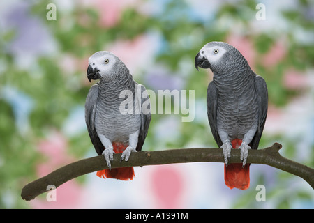 Due Congo africano grigio pappagalli sul ramo / Psittacus erithacus Foto Stock