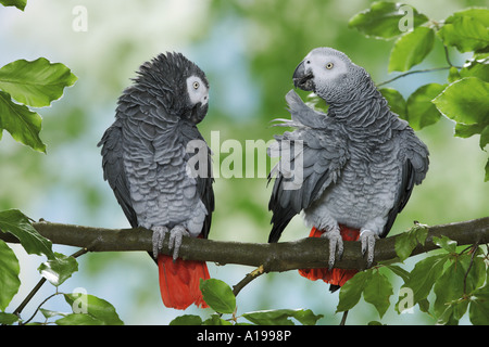 Congo pappagallo grigio africano (Psittacus erithacus). Due adulti su un ramo Foto Stock