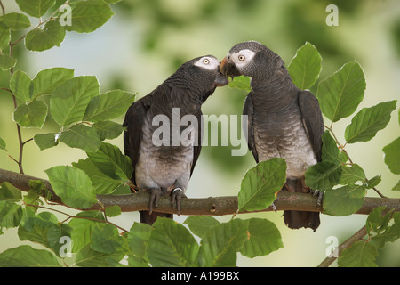 Due Timneh African grigio pappagalli - smooching / Psittacus erithacus timneh Foto Stock