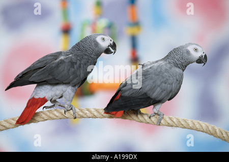 Due Congo africano grigio pappagalli su corde / Psittacus erithacus Foto Stock