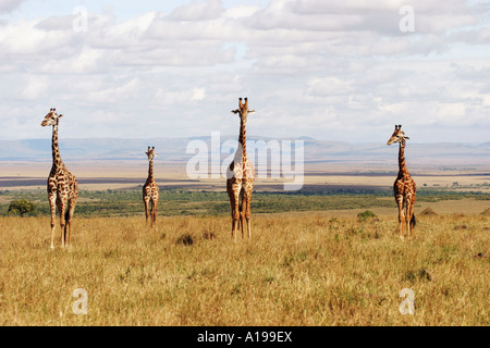 Quattro Masai giraffe / Giraffa camelopardalis tippelskirchi Foto Stock
