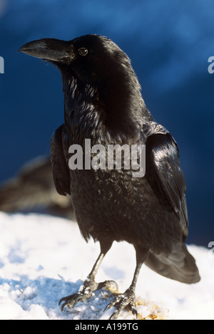 Raven comune nella neve / Corvus corax Foto Stock