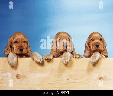 3 Cocker Spaniel cuccioli in una scatola di legno Foto Stock