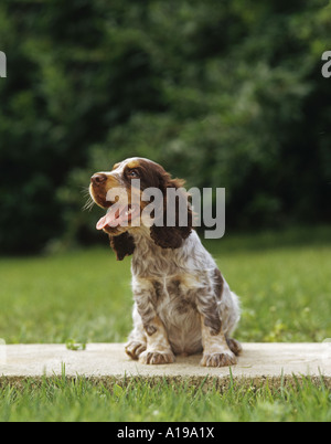 English Springer Spaniel cucciolo Foto Stock