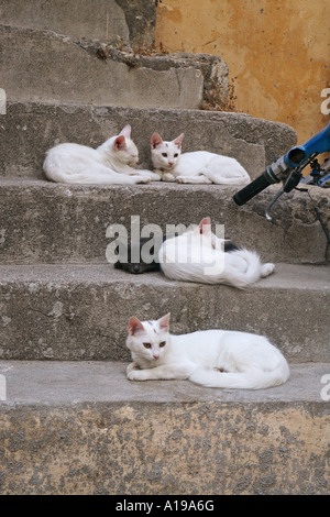 Gatto domestico. Gruppo sdraiato su una scala Foto Stock