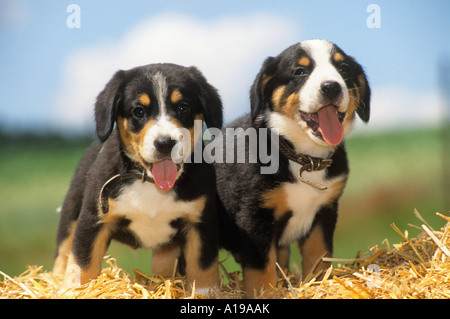 Entlebuch cane di montagna - due cuccioli permanente sulla paglia Foto Stock