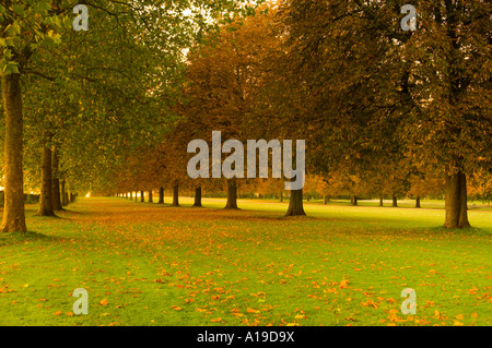 Alberi Avenue dalla lunga passeggiata al Castello di Windsor Windsor Berkshire England Regno Unito Foto Stock