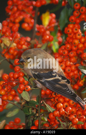 Americano femmina Cardellino posatoi sulla incredibile arancione Pyracantha bacche di profilo completo vicino, Missouri USA Foto Stock