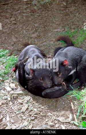 Diavoli della Tasmania al diavolo Park, Port Douglas, Tasmania Australia Foto Stock