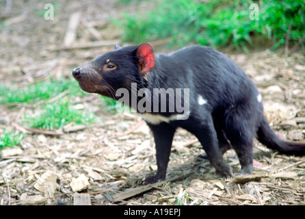 Diavolo della Tasmania al diavolo Park, Port Douglas, Tasmania Australia Foto Stock