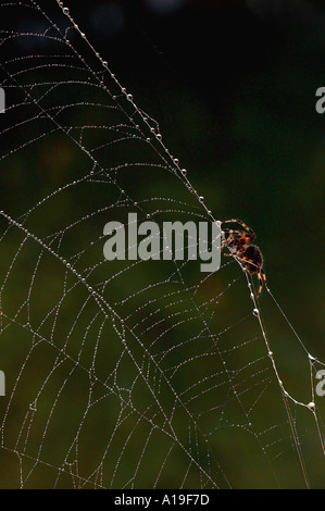 Ragno sul Web con la rugiada Foto Stock