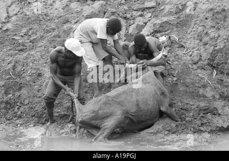 B/N di operai che salvano una mucca che era bloccata nel fango di un waterhole che si asciuga in su durante un periodo di siccità. Eswatini (Swaziland) Foto Stock