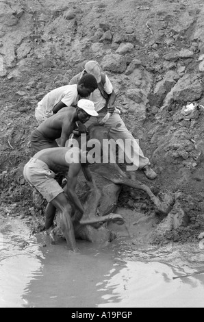 B/N di operai che salvano una mucca che era bloccata nel fango di un waterhole che si asciuga in su durante un periodo di siccità. Eswatini (Swaziland) Foto Stock