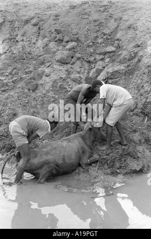 B/N di operai che salvano una mucca che era bloccata nel fango di un waterhole che si asciuga in su durante un periodo di siccità. Eswatini (Swaziland) Foto Stock