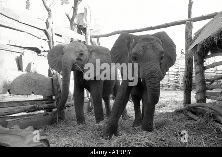 B/N di elefanti protetti in un recinto agricolo, salvato dalla siccità selvaggio, per essere restituito quando le piogge arrivano. Cheredze, Zimbabwe Foto Stock