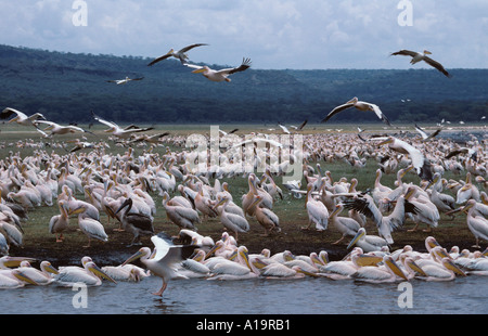 Pellicans bianchi Pelecanus masse onocrotali bagnando e bevendo Lago Navasha Rift valle Kenya Foto Stock