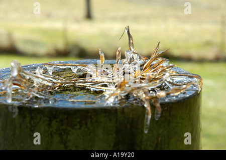 Inerbimento sulla cima di un palo di legno racchiusi in uno spesso strato di ghiaccio da un inverno tempesta di ghiaccio Foto Stock