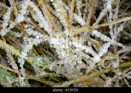 I cristalli di ghiaccio sulle pale di erba formato durante una tempesta di neve Foto Stock