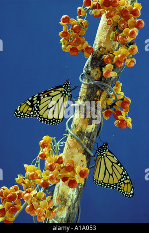Due farfalle monarca, Danaus plexippus, persico insieme su un ramo avvolto con wild agrodolce della vigna e bacche, Midwest USA Foto Stock